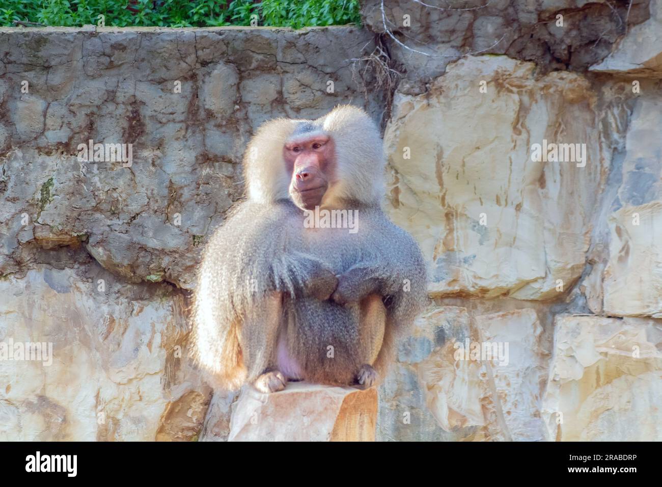 Il Baboon di Hamadryas: Una specie primata in uno zoo Foto Stock