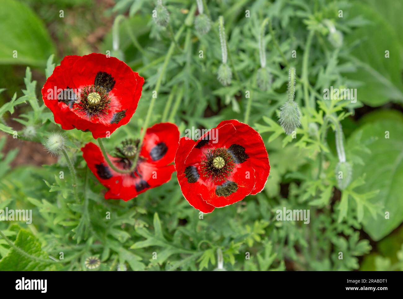 Papaver Commutatum "Ladybird". Fiori di papavero rossi con macchie nere. Foto Stock