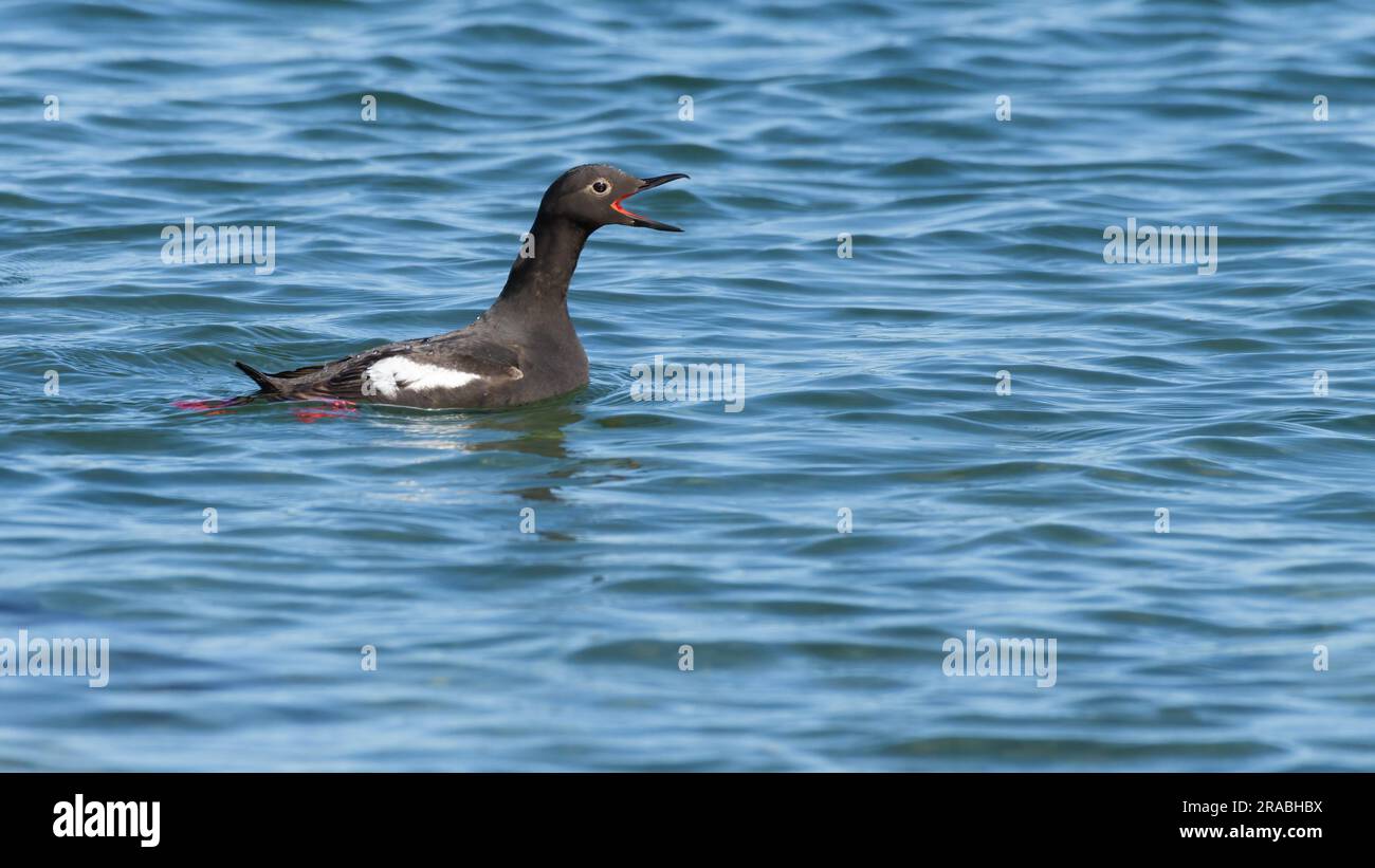 Pigeon Guillemot Cepphus Columba con becco rosso brillante spalancato sull'acqua di mare Foto Stock