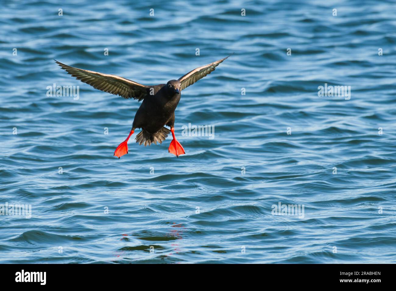 Pigeon Guillemot Cepphus Columba atterra in acqua salata con piedi rossi appesi Foto Stock