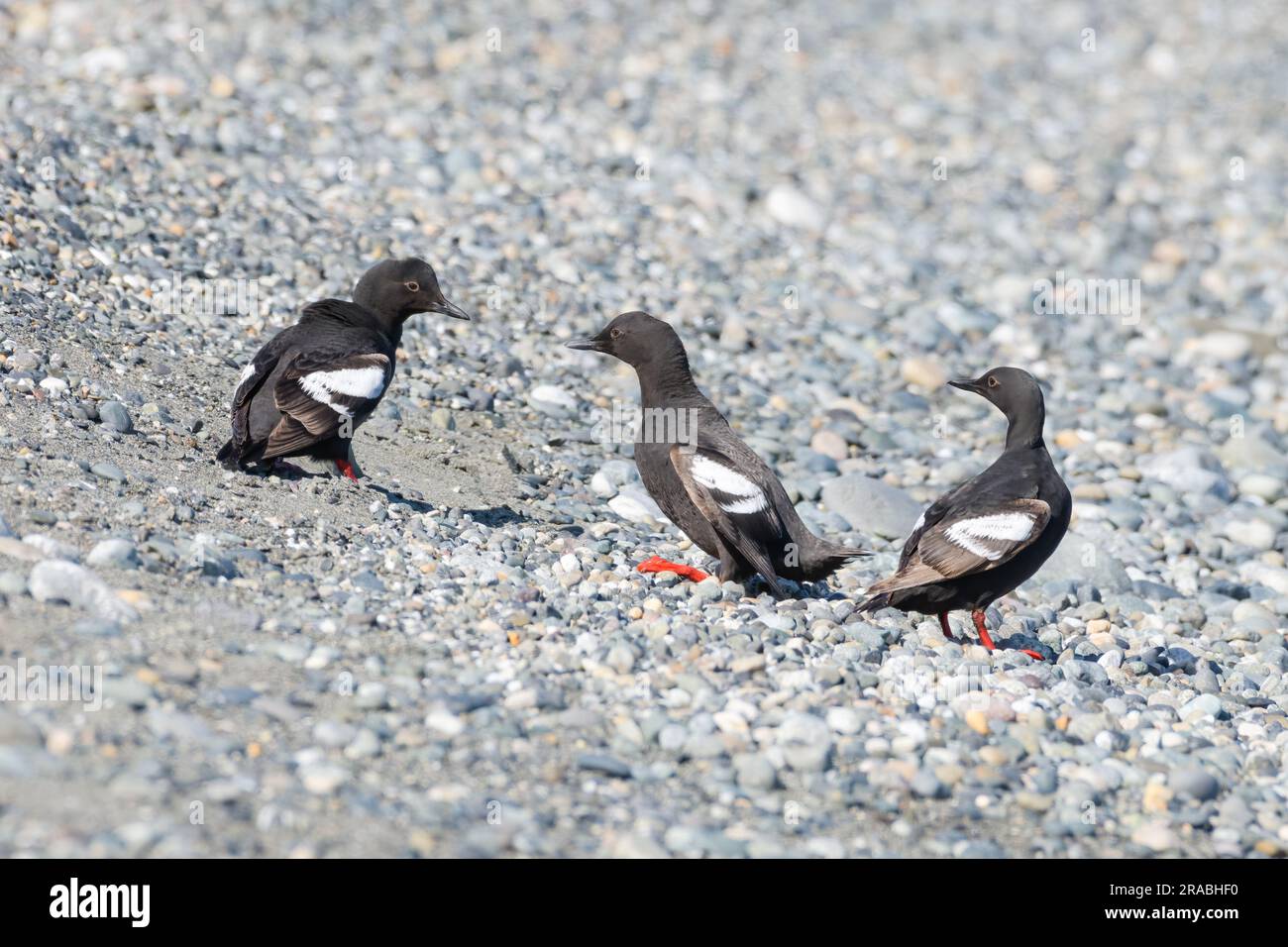 Tre piccioni guillemot cepphus columba uccelli sulla spiaggia rocciosa che interagiscono Foto Stock