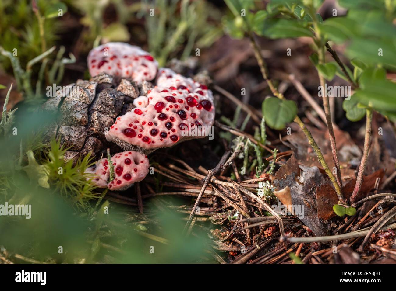 Fungo immangiabile Hydnellum peckii con tappo a forma di imbuto con bordo bianco e gocce di guttazione rosso brillante, nomi comuni: Fragole e crema Foto Stock