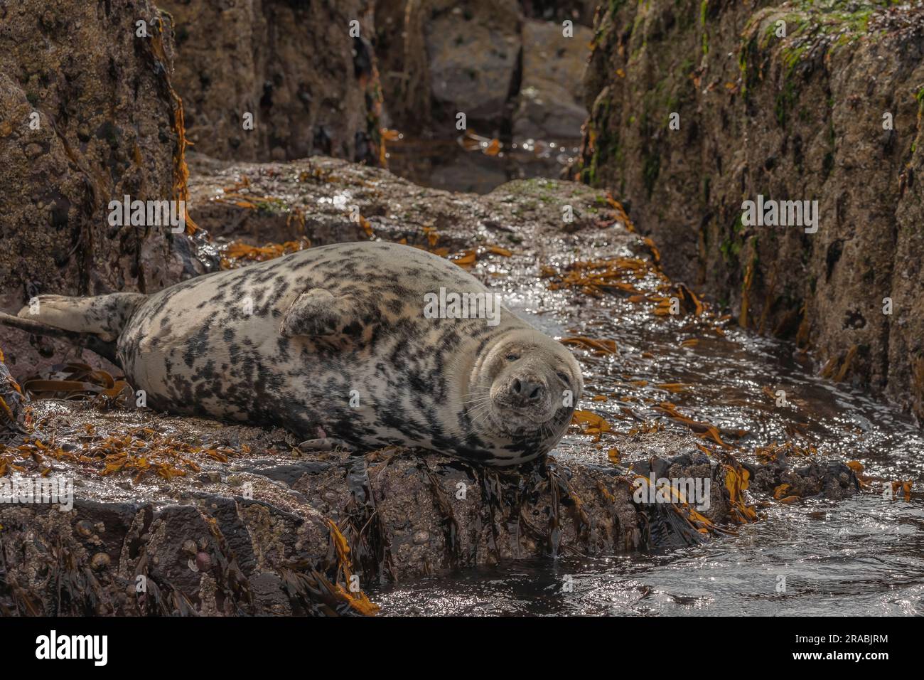 Foca femmina sdraiata sulle rocce in una giornata di sole circondata da alghe arancioni Foto Stock