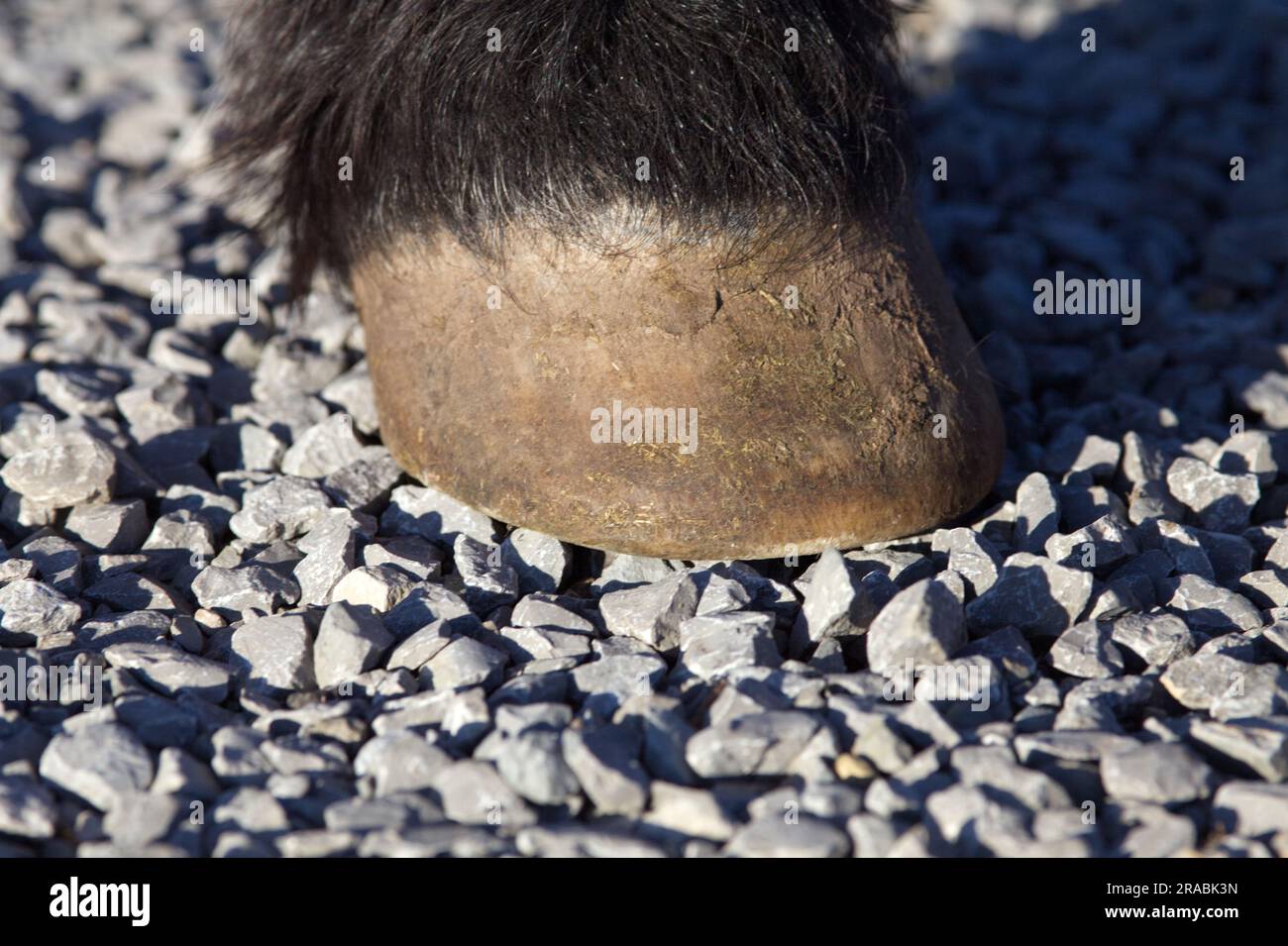 Cavalli Hoof sulla pista di ghiaia. Zoccoli a piedi nudi su terreno in pietra Foto Stock