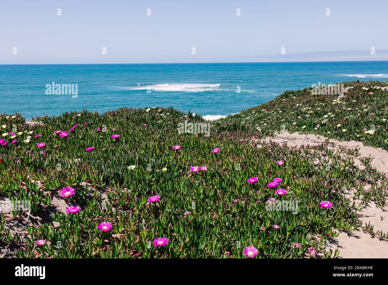 Costa californiana con iconica pianta di ghiaccio costiera, fiori rosa in fiore Foto Stock