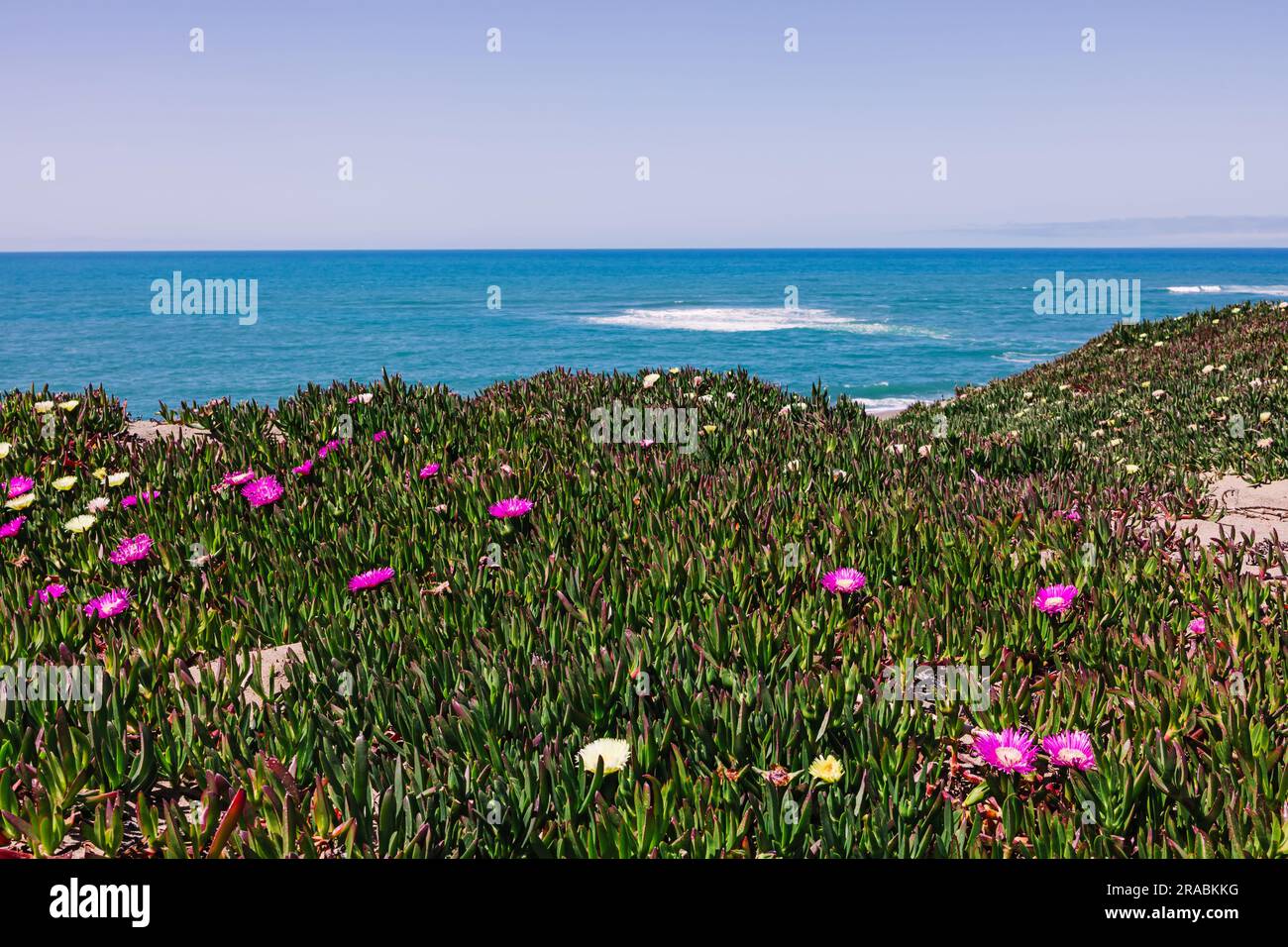 Ice Plant, iconica pianta costiera californiana, fioritura di fiori rosa da vicino Foto Stock
