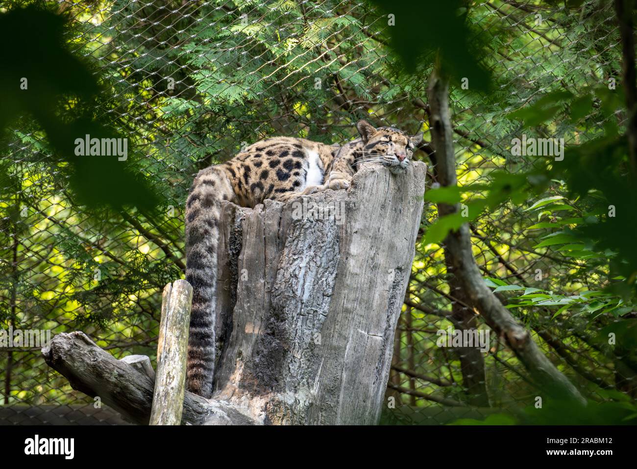 Un leopardo nuvolato dormiente in cattività Foto Stock