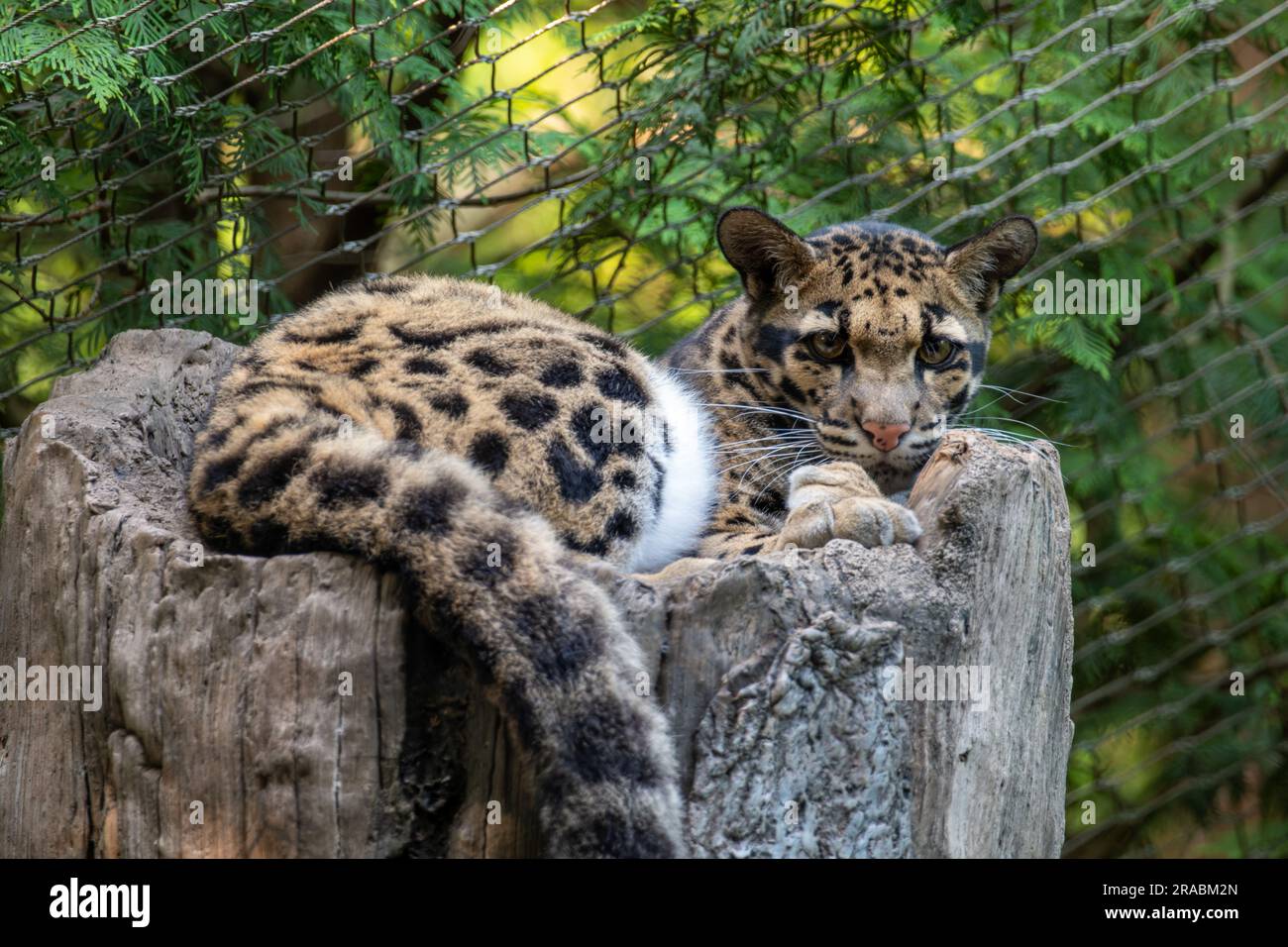 Leopardo nuvoloso che poggia su un albero Foto Stock