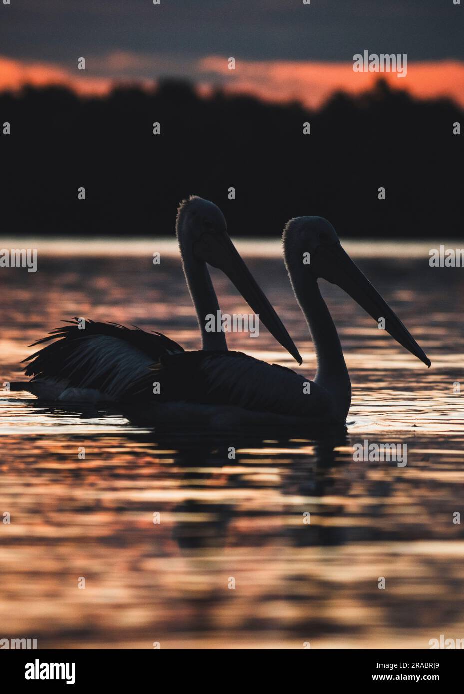 Due pellicani, che nuotano fianco a fianco nel fiume al tramonto. Foto Stock