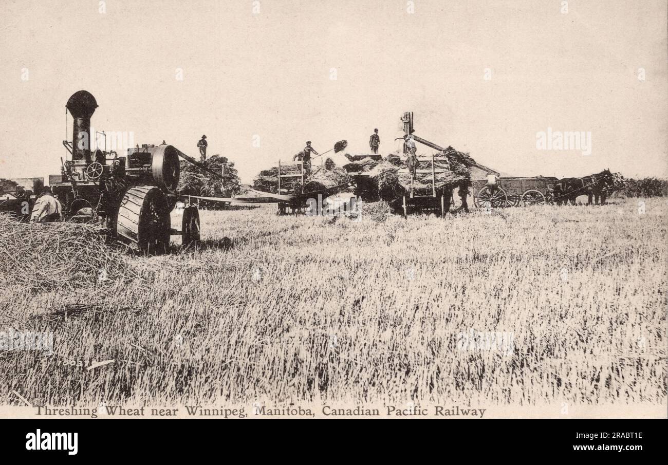 Trebbiatura del grano vicino a Winnipeg Manitoba Canada, cartolina di circa 1910-1920s. fotografo non identificato Foto Stock