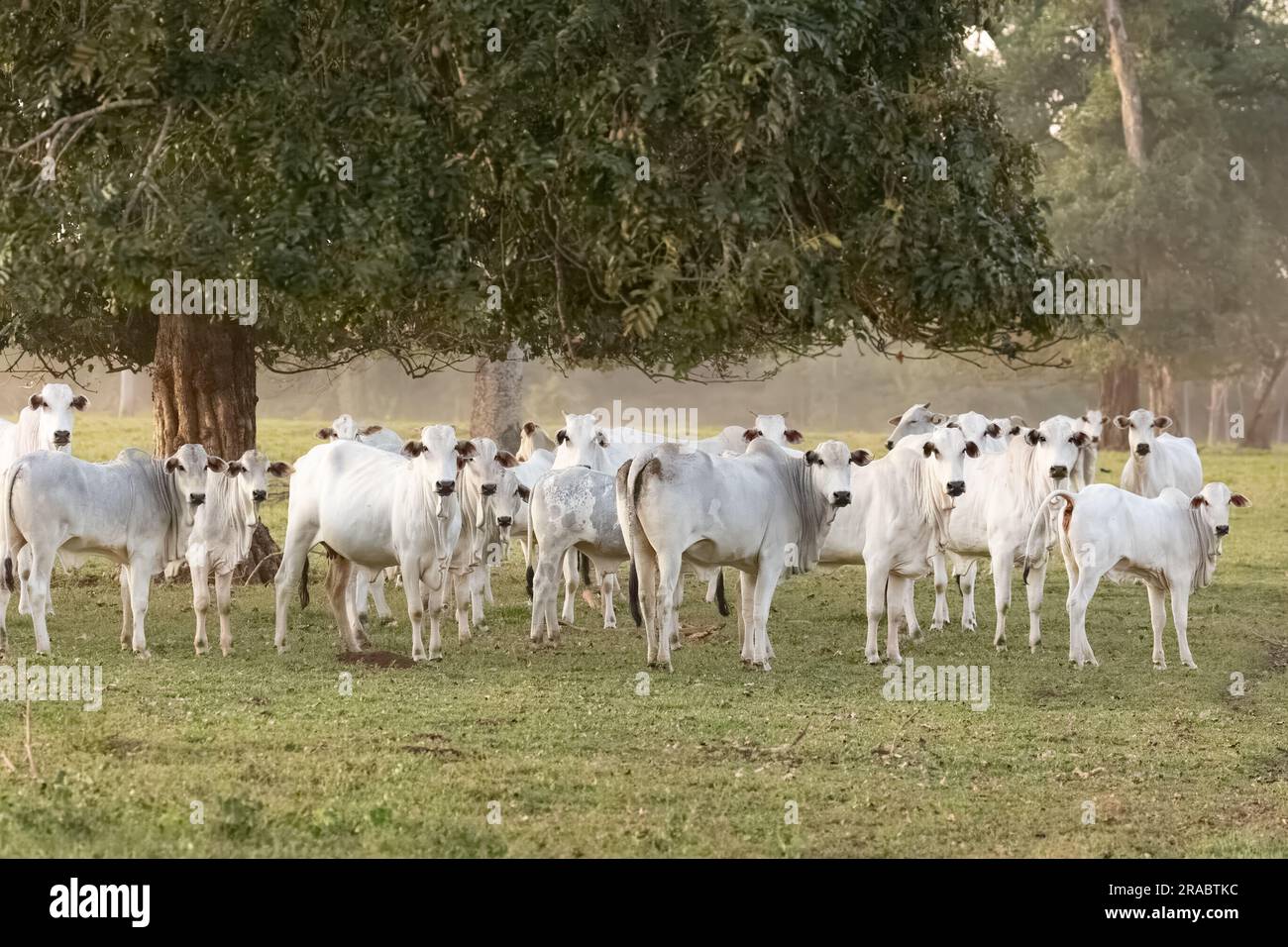 Tabapuan, un tipo brasiliano di bovini da manzo, nel Pantanal del Brasile. Sono ben adattati alle condizioni climatiche estreme del Pantanal. Foto Stock