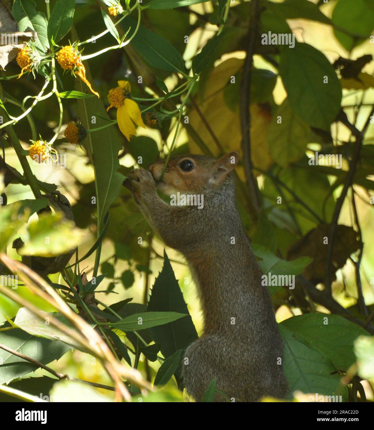 Scoiattolo grigio orientale in un albero, a mangiare frutti di bosco. Foto Stock