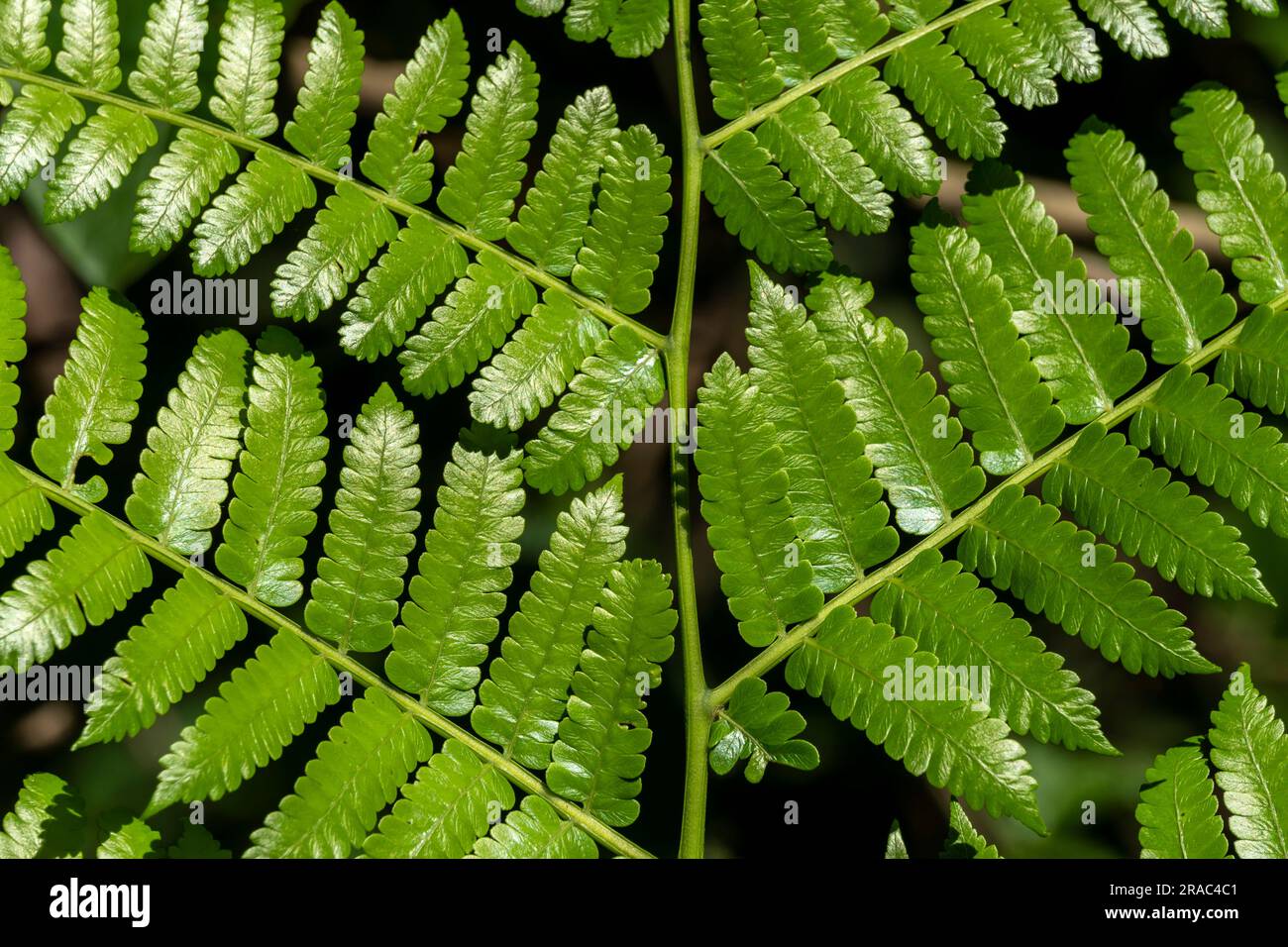 Pteridium aquilinum (felce di aquila) nella foresta amazzonica, Perú. Foto Stock