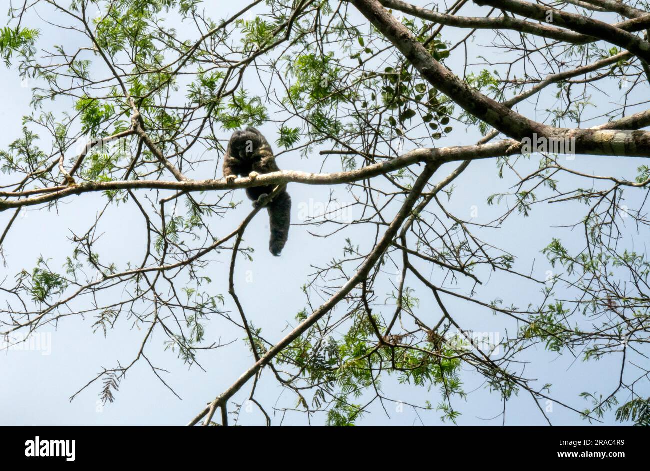 Scimmia equatoriale Saki (pithecia aequatorialis) nella foresta amazzonica, Tingo Maria, Huanuco, Perù Foto Stock