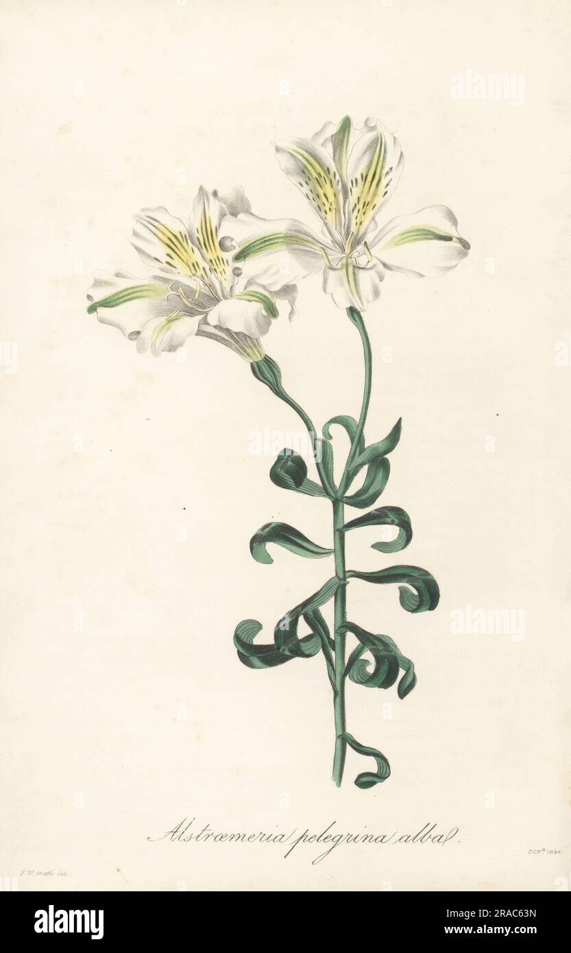 Giglio peruviano, Alstroemeria pelegrina. Nativo del Perù, introdotto in Spagna dal barone C. Alstroemer, e nei Giardini reali di Kew nel 1753. Alstroemeria a fiori maculati, varietà bianca. Alstroemeria pelegrina alba. Incisione a mano dopo un'illustrazione botanica di Frederick William Smith dal Joseph Paxton's Magazine of Botany, and Register of Flowering Plants, volume 1, Orr and Smith, Londra, 1834. Foto Stock