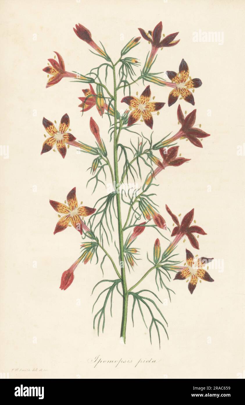 Texas plume, Ipomopsis rubra. Originaria dell'America sud-orientale, introdotta per la prima volta dalla Carolina nel 1726. Ipomosi dipinta, Ipomopsis picta. Illustrazione botanica a mano disegnata e incisa da Frederick William Smith del Joseph Paxton's Magazine of Botany, and Register of Flowering Plants, volume 1, Orr and Smith, Londra, 1834. Foto Stock
