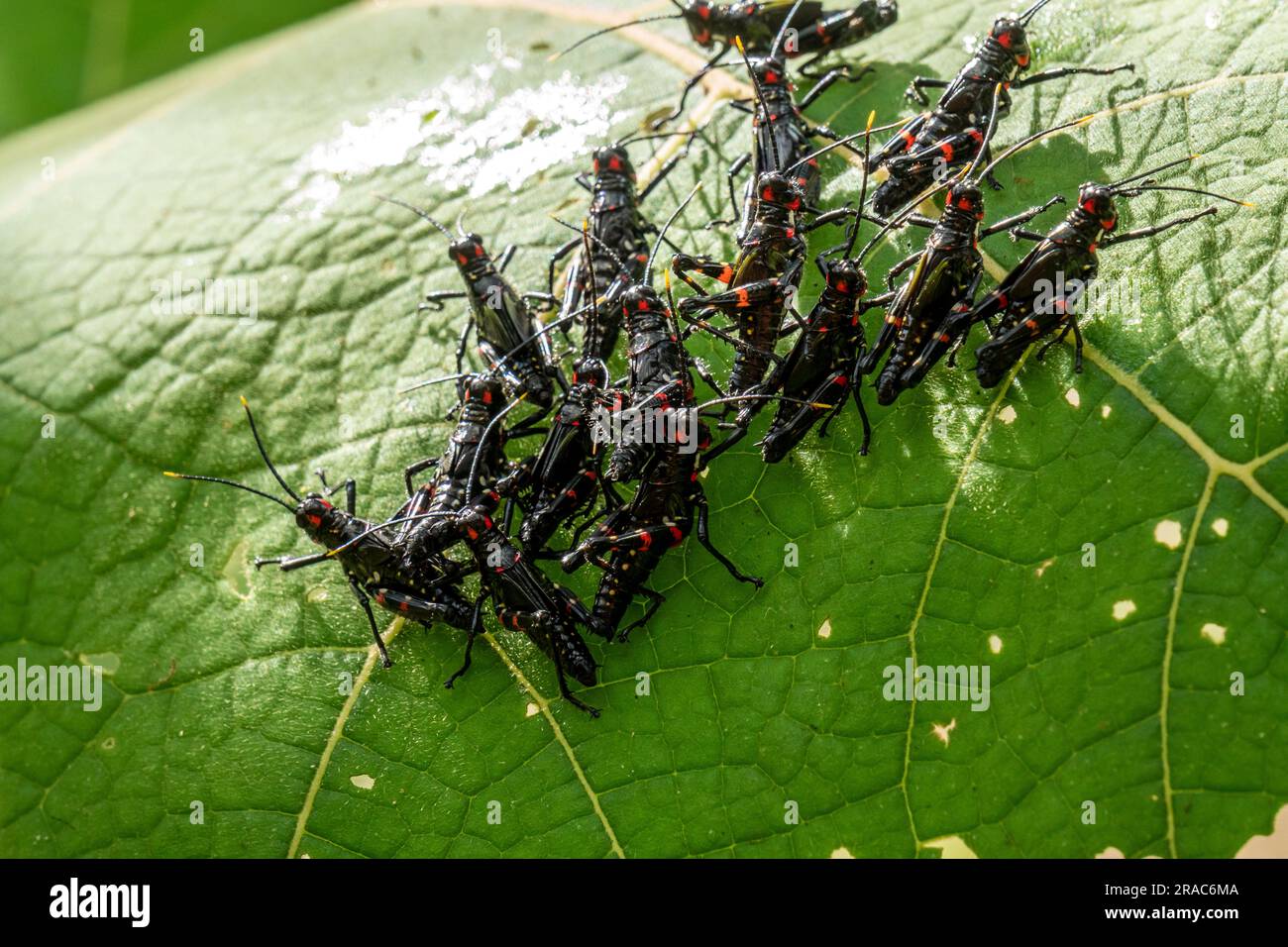 Le ninfe di Chromacris psittacus nella foresta amazzonica, specie al di fuori del suo habitat naturale,Tingo Maria,Huanuco,Perú. Foto Stock