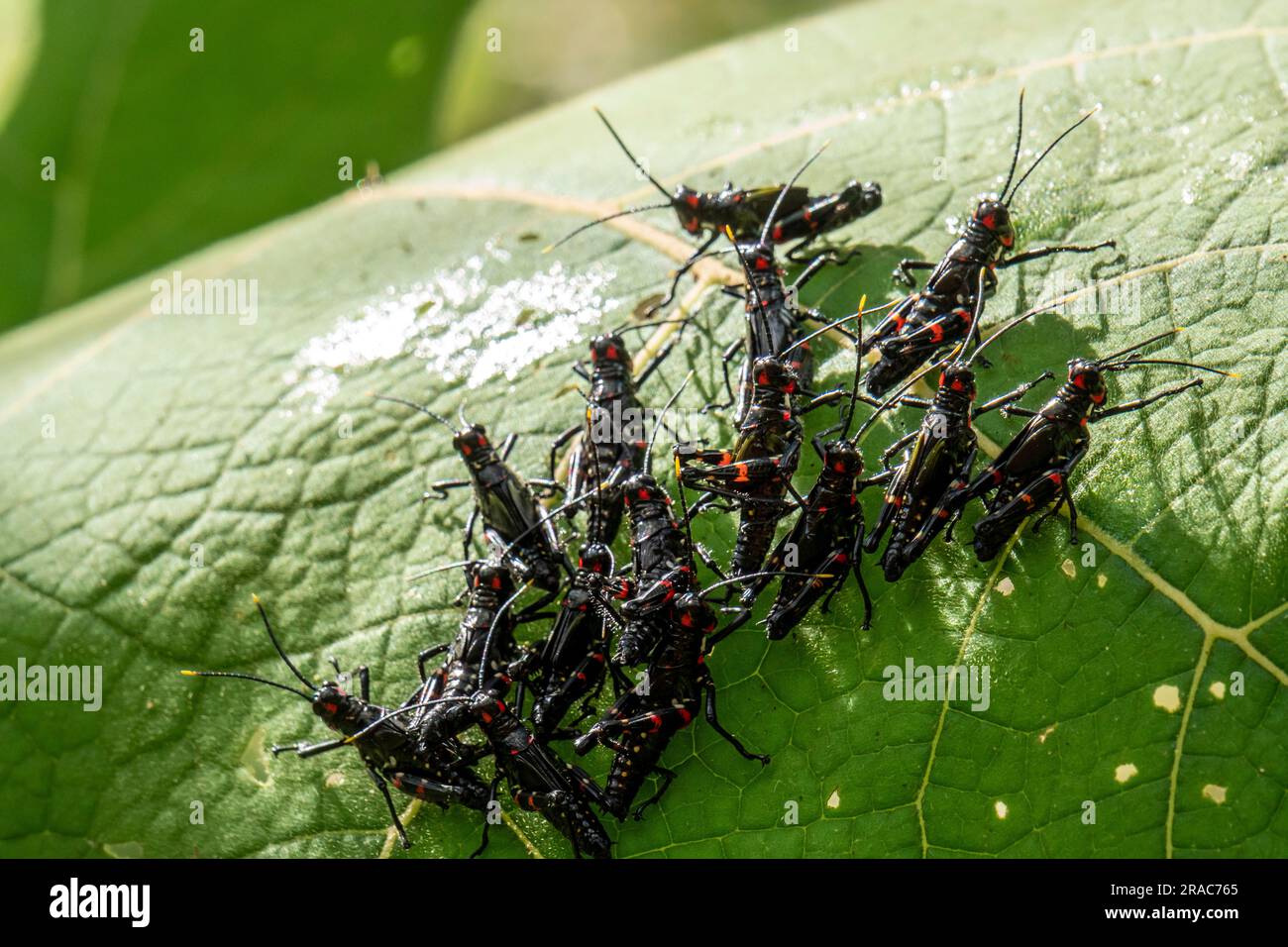 Le ninfe di Chromacris psittacus nella foresta amazzonica, specie al di fuori del suo habitat naturale,Tingo Maria,Huanuco,Perú. Foto Stock