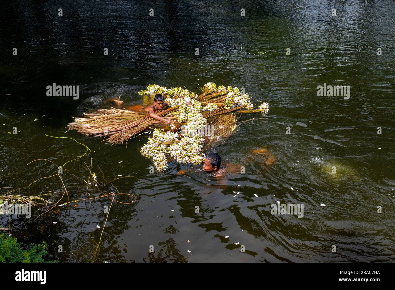 Gli agricoltori lavano gambi di gigli d'acqua raccolti da Char Nimtolar Beel a Sirajdikhan upazila di Munshiganj. Questi sono i fiori nazionali del Bangladesh Foto Stock