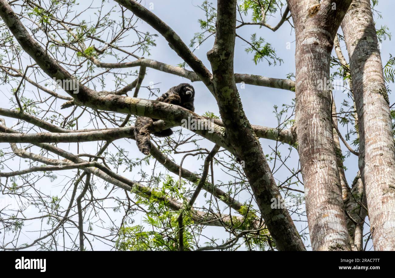 Scimmia equatoriale Saki (pithecia aequatorialis) nella foresta amazzonica, Tingo Maria, Huanuco, Perù Foto Stock