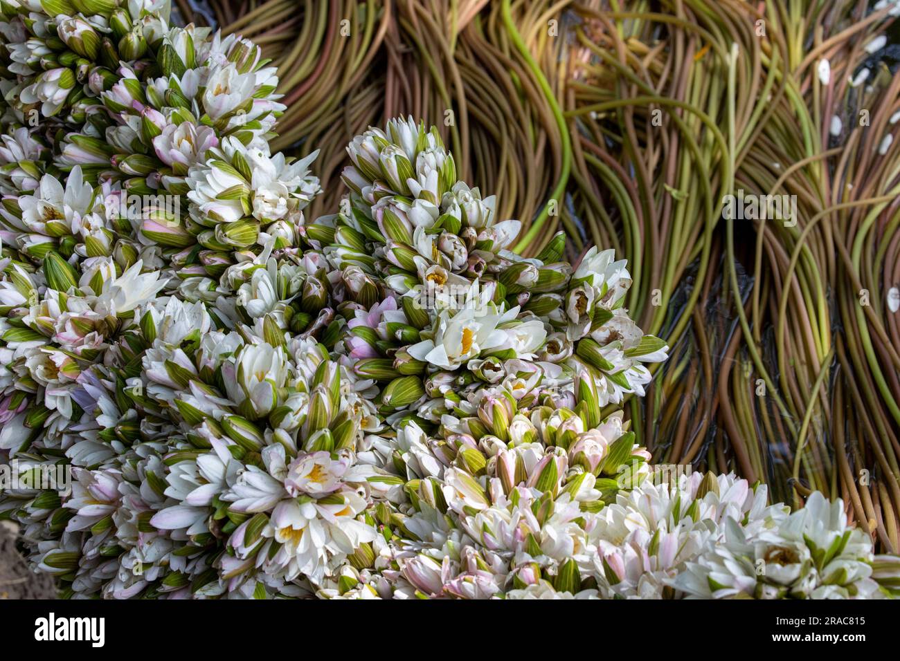 Gambi di gigli d'acqua raccolti da Char Nimtolar Beel a Sirajdikhan upazila di Munshiganj. Questi sono i fiori nazionali del Bangladesh e i suoi steli Foto Stock