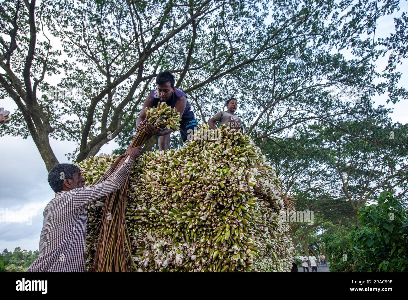 Gli agricoltori caricano gambi di gigli d'acqua su un camion sulla riva di Char Nimtolar Beel a Sirajdikhan upazila di Munshiganj per mandarli al mercato della cucina Foto Stock