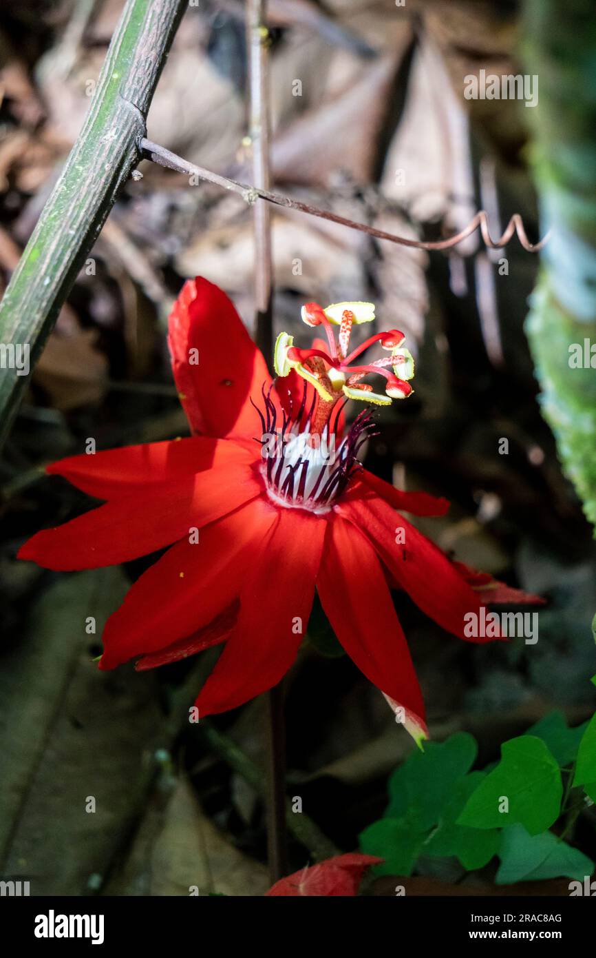 Passiflora coccinea, foresta pluviale amazzonica, Perú. Foto Stock