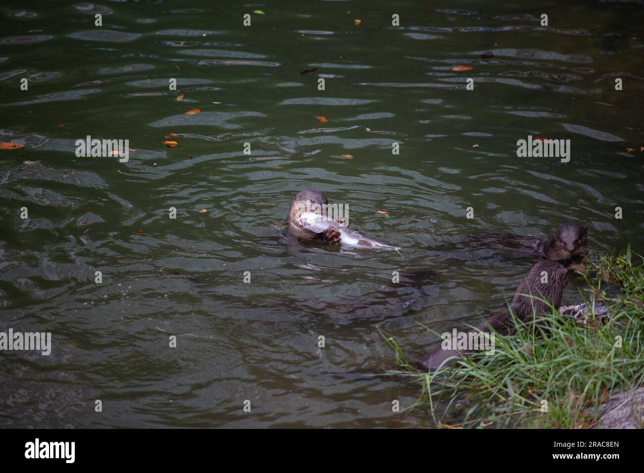 Lonter che tiene in mano il pesce da mangiare mentre galleggia sull'acqua. Foto Stock