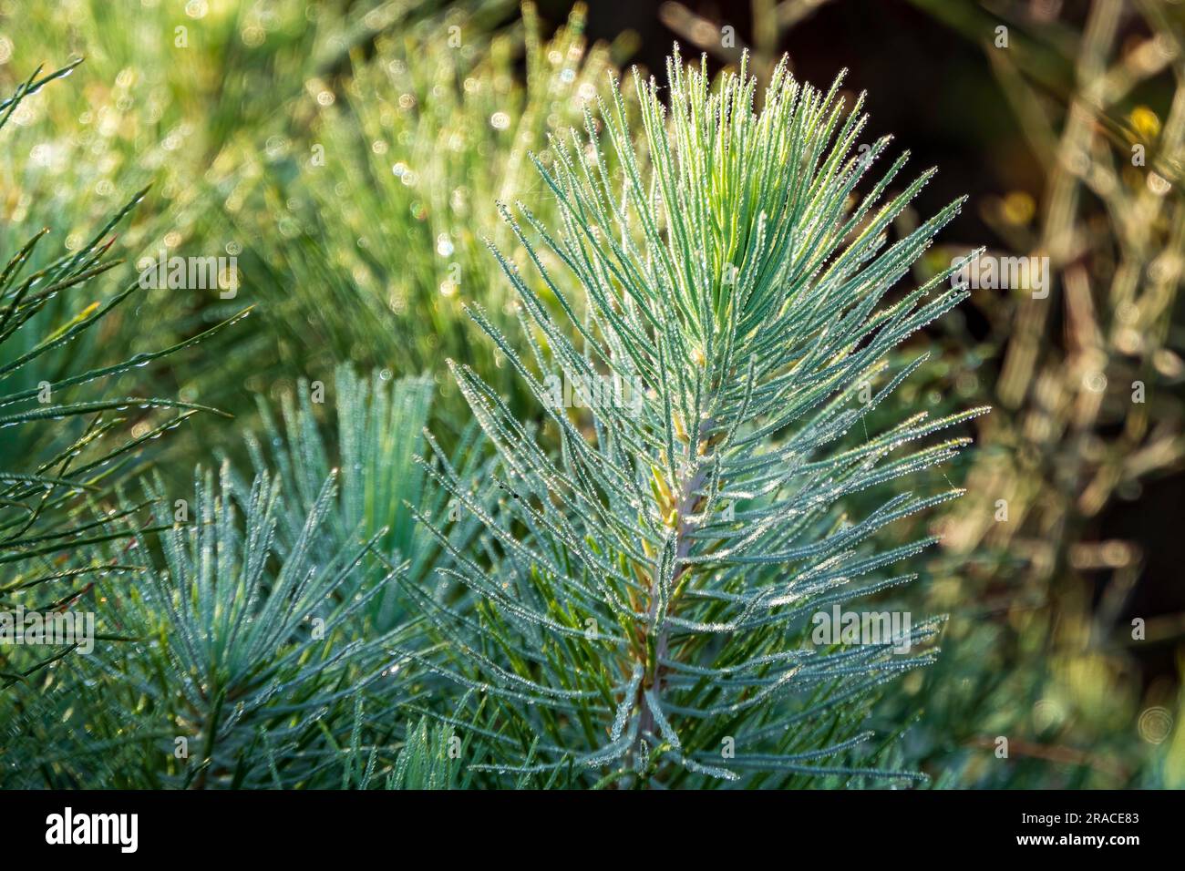 Piccoli germogli di pino in primo piano. Mount Carmel all'alba. Israele Foto Stock