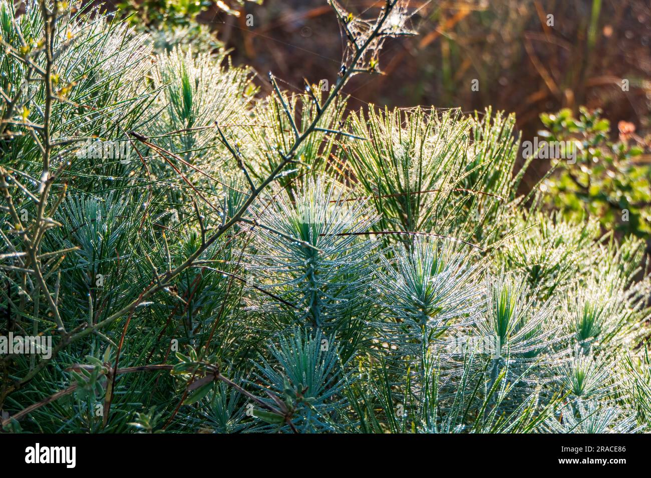 Piccoli germogli di pino in primo piano. Mount Carmel all'alba. Israele Foto Stock