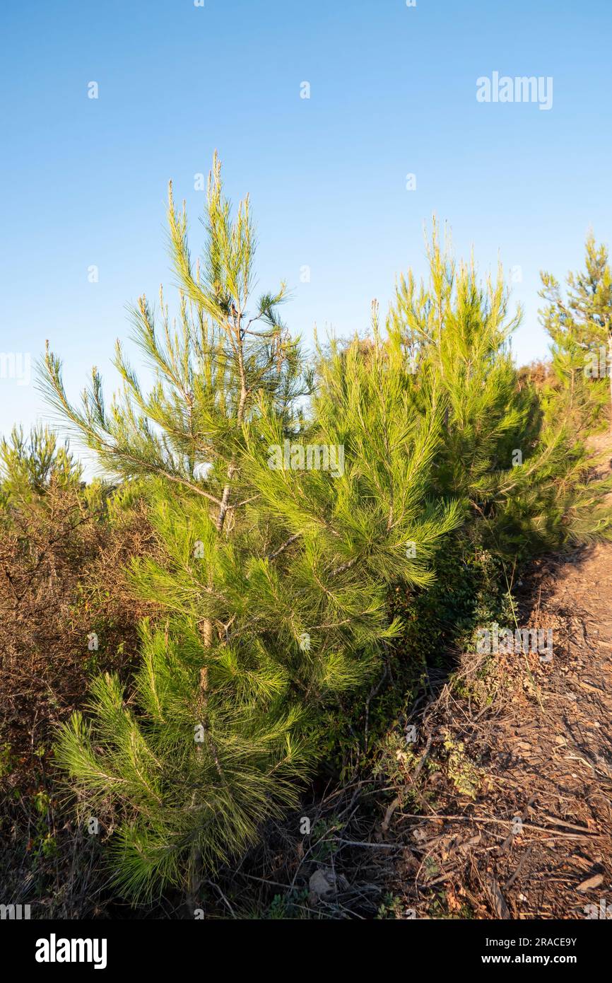 Piccoli germogli di pino in primo piano. Mount Carmel all'alba. Israele Foto Stock