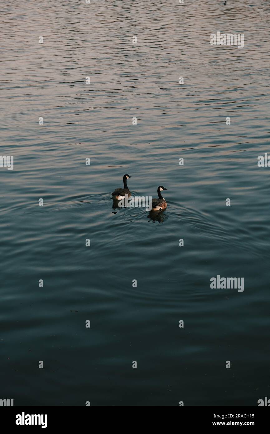 Anatre in un lago Foto Stock