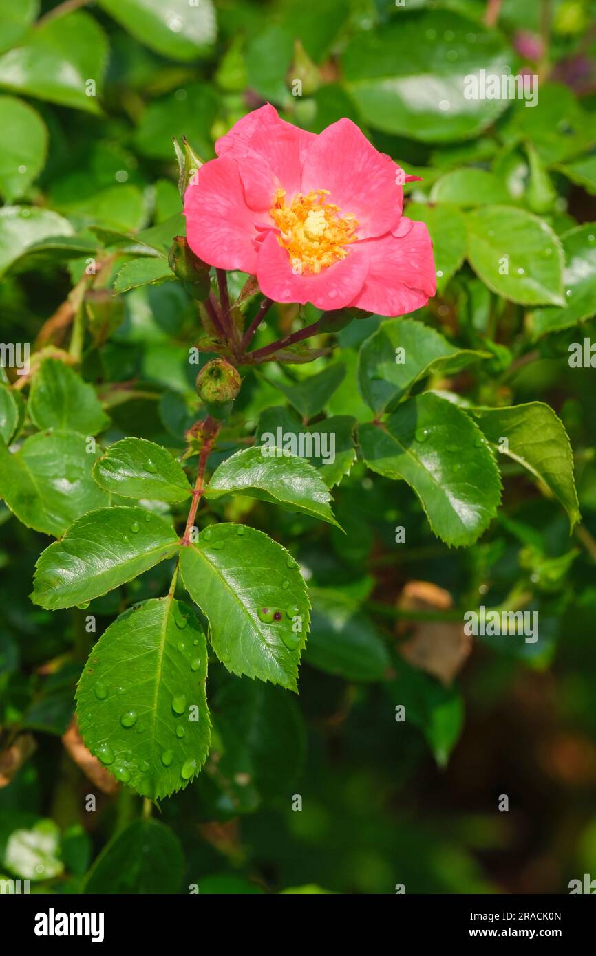 Rosa Wild Thing, Rose Wild Thing, moderno arbusto rosa con fiori rosa da medi a profondi, centri gialli, steli in bronzo. Foto Stock