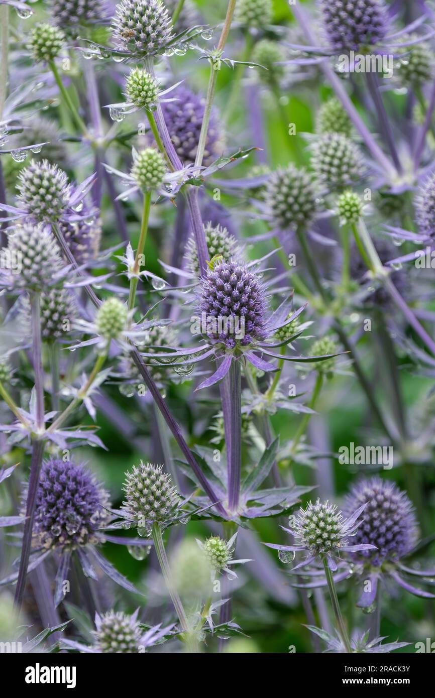 Eryngium planum Blue Glitter, Blue eryngo Blue Glitter, Flat Sea Holly, perenni, fiori color argento-blu Foto Stock