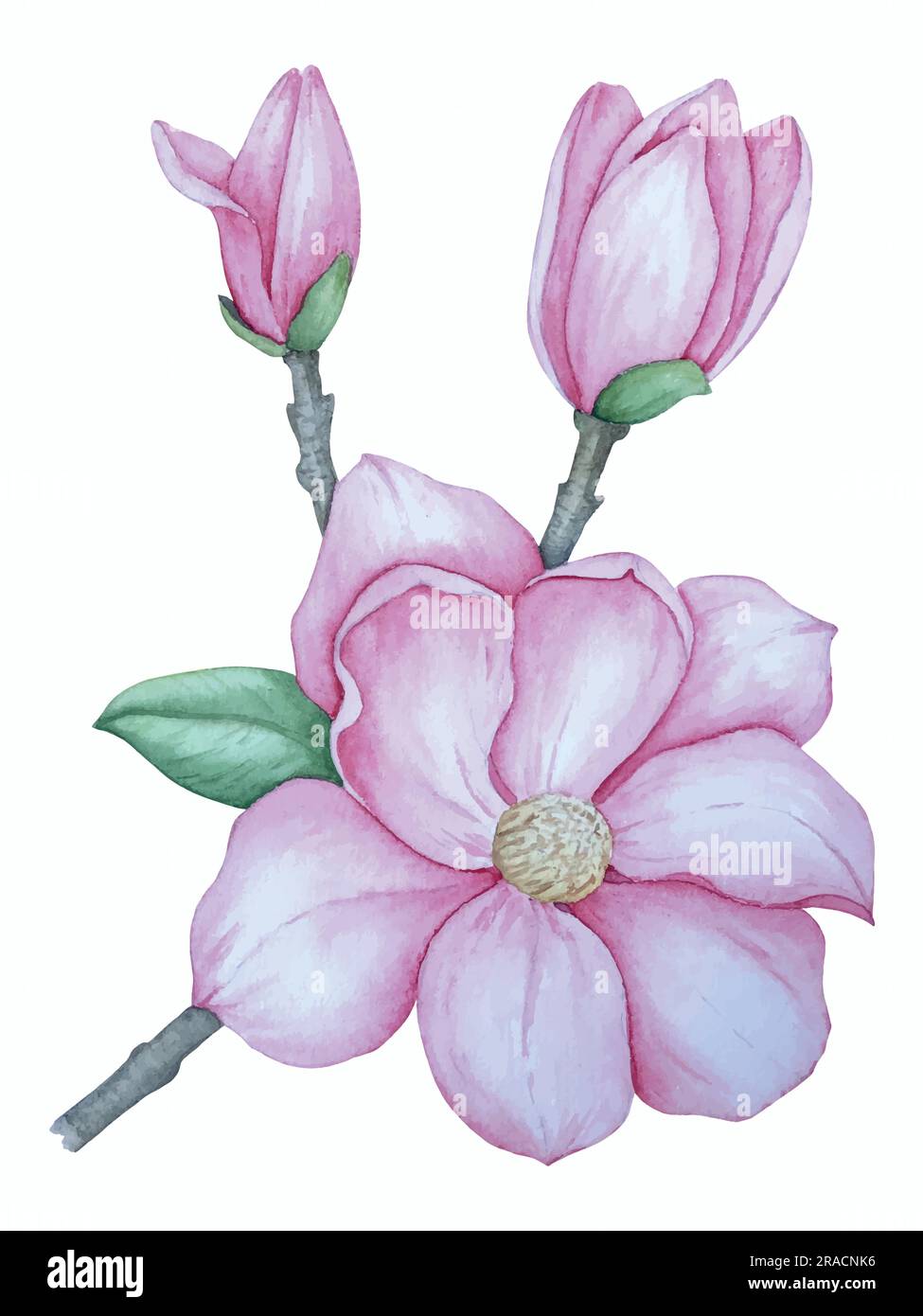 Illustrazione vettoriale acquerello di fiori di magnolia. Set di elementi decorativi Illustrazione Vettoriale