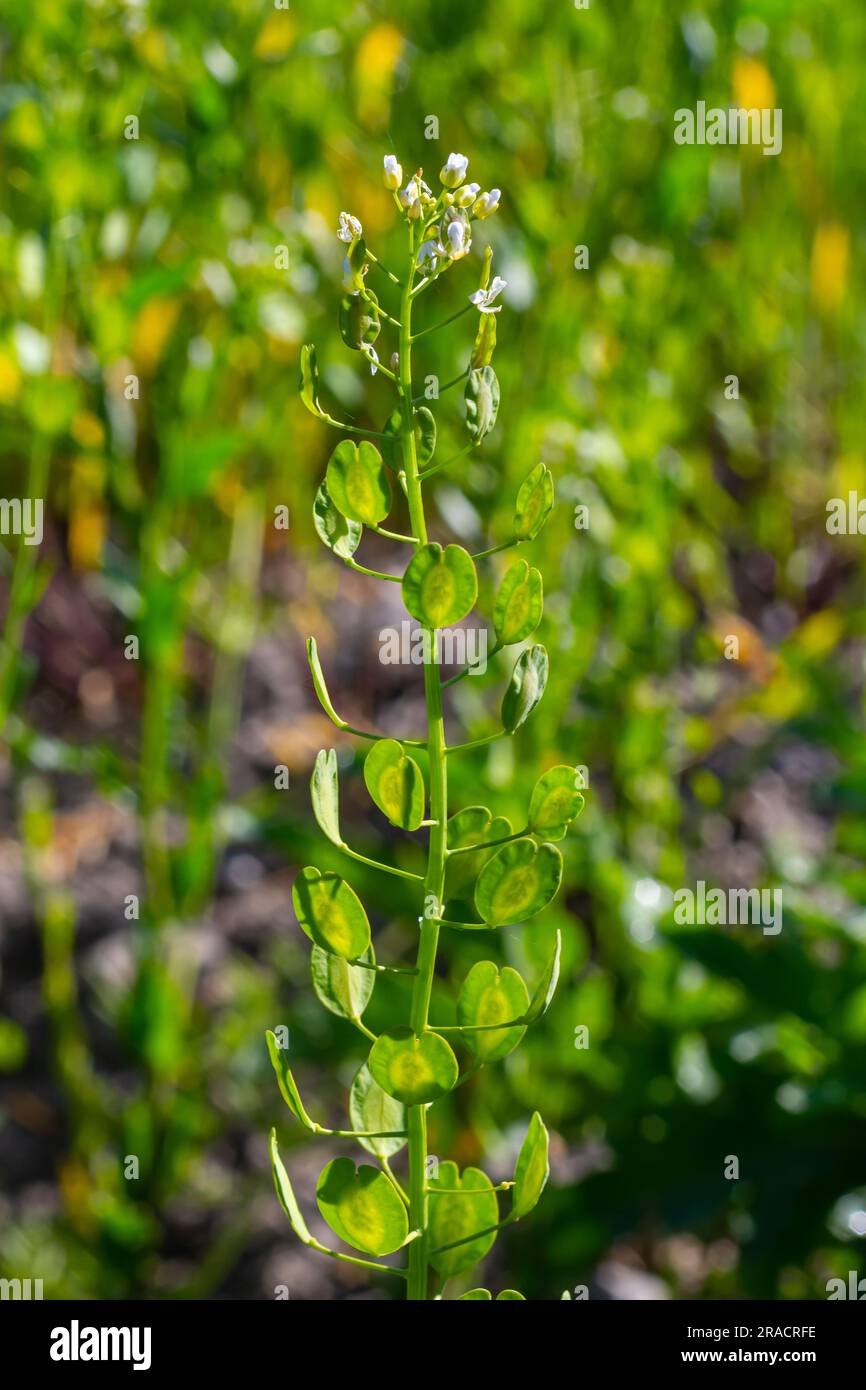 Pennycress di campo, l'arvense di Thlaspi è una pianta commestibile usata nelle insalate. I loro semi sono a volte usati come spezia, per lo più per la carne. Oggi è quasi Foto Stock