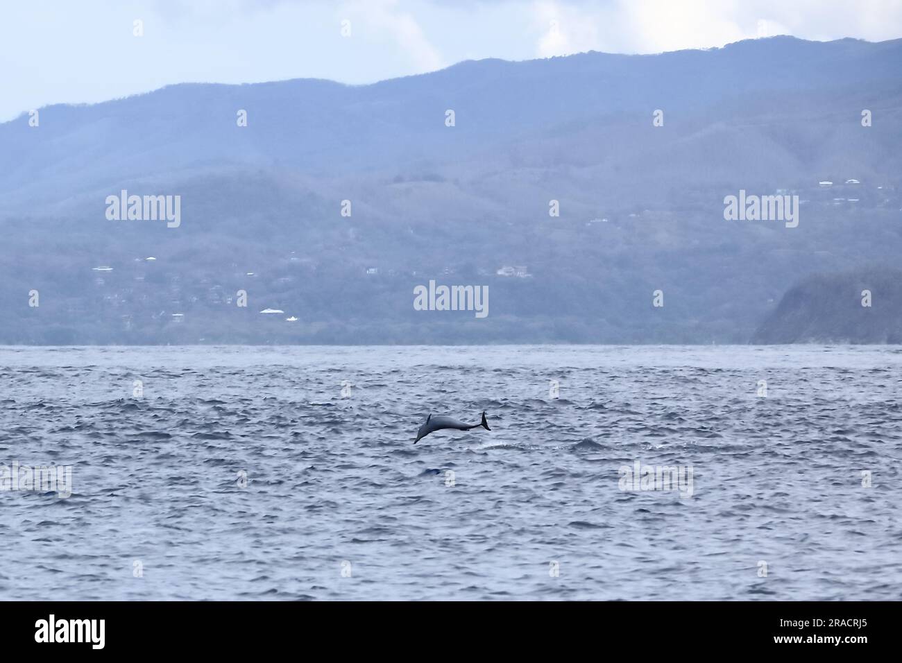 Felice delfino selvatico pantropicale macchiato, Stenella attenuata, salta libero vicino a una barca di avvistamento delle balene nel mezzo della costa del Pacifico, Costa Rica Foto Stock