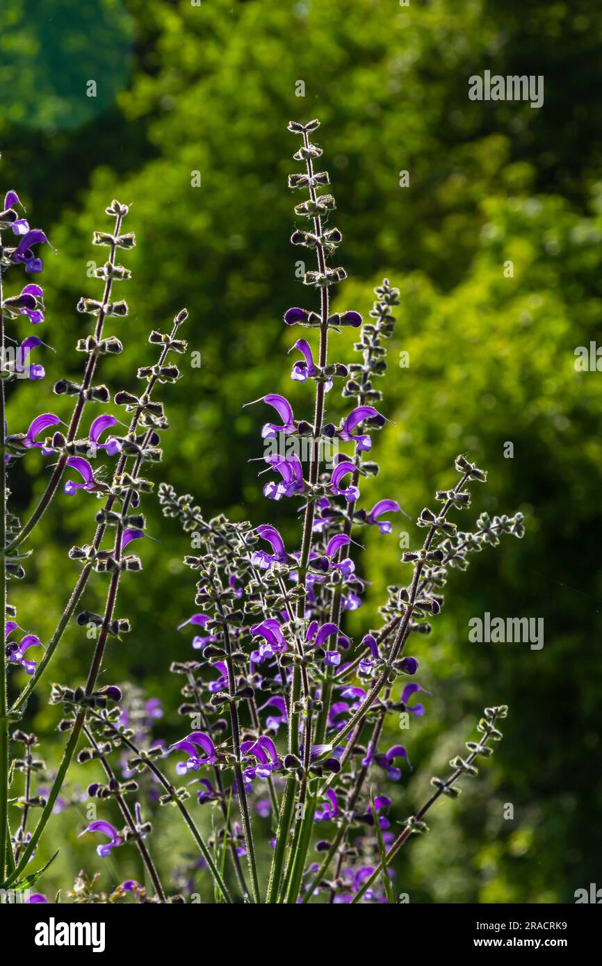 Salvia Splendens Alta - I Migliori Semi Da Fiore Su - Foto 6