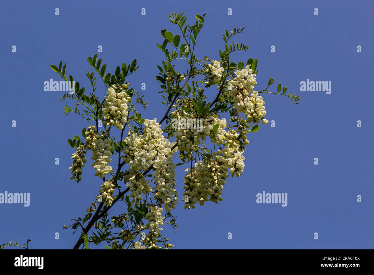 Abbondante fiore ramo di acacia di Robinia pseudoacacia, falsa acacia, nero locusta vicino. Fonte di nettare per miele tenero ma fragrante. Locusta Foto Stock