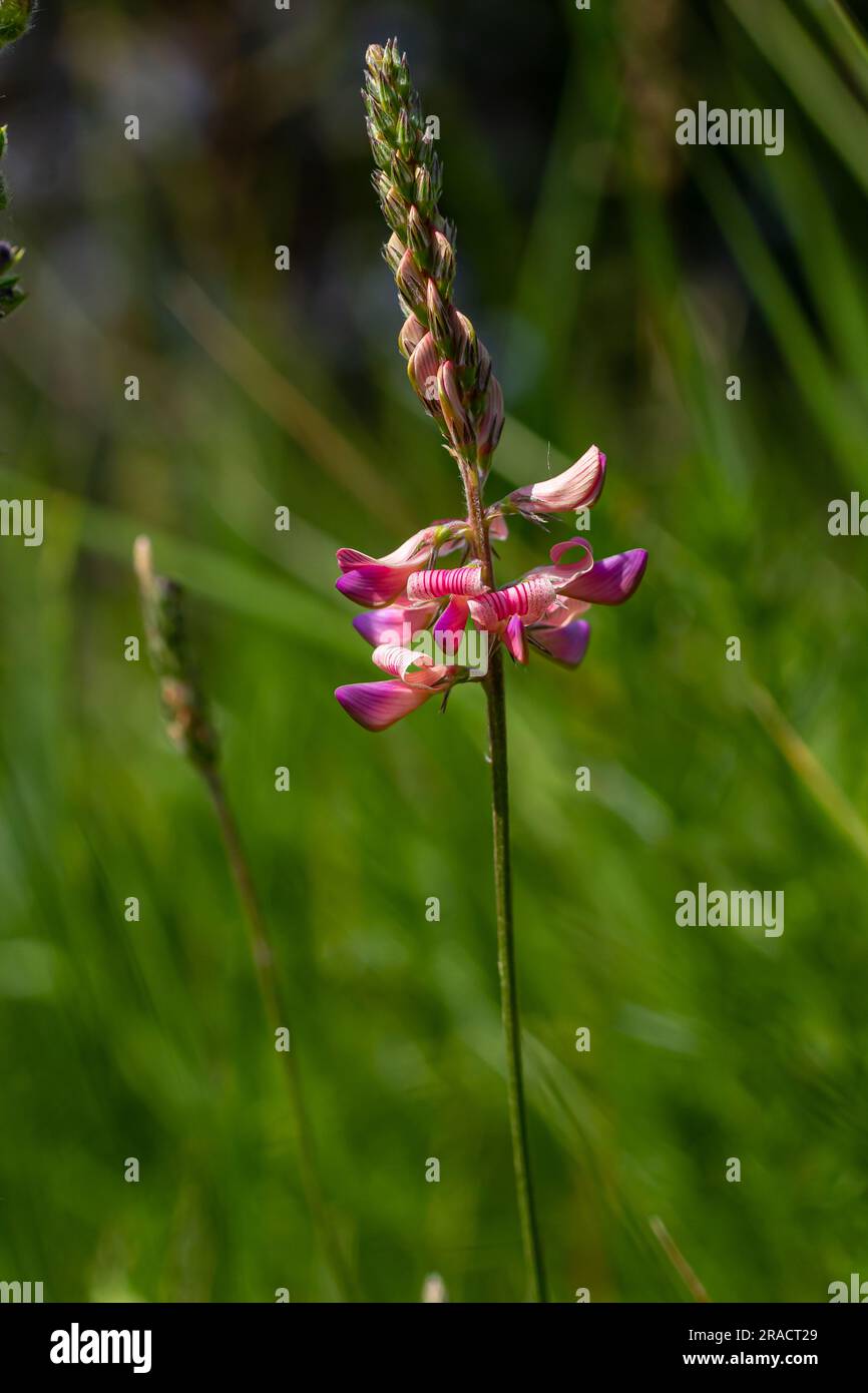 Onobrychis viciifolia infiorescenza, comune sainfoin con fiori rosa, natura mediterranea, erbe perenni eurasiatica. Foto Stock