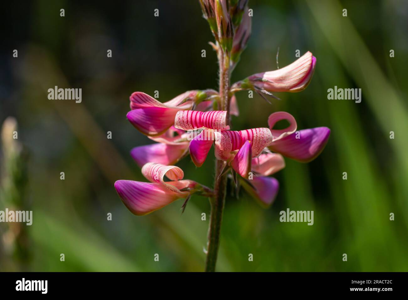 Onobrychis viciifolia infiorescenza, comune sainfoin con fiori rosa, natura mediterranea, erbe perenni eurasiatica. Foto Stock