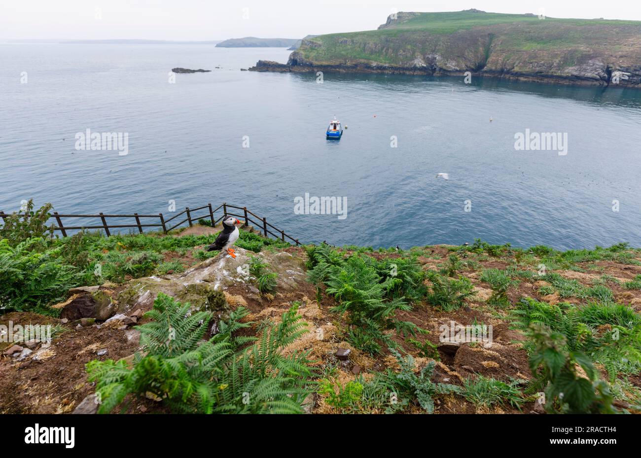 Un Puffin (Fratercula artica) sulle scogliere a North Haven, Skomer, un'isola al largo della costa di Pembrokeshire, Marloes, Galles occidentale, famosa per la sua fauna selvatica Foto Stock