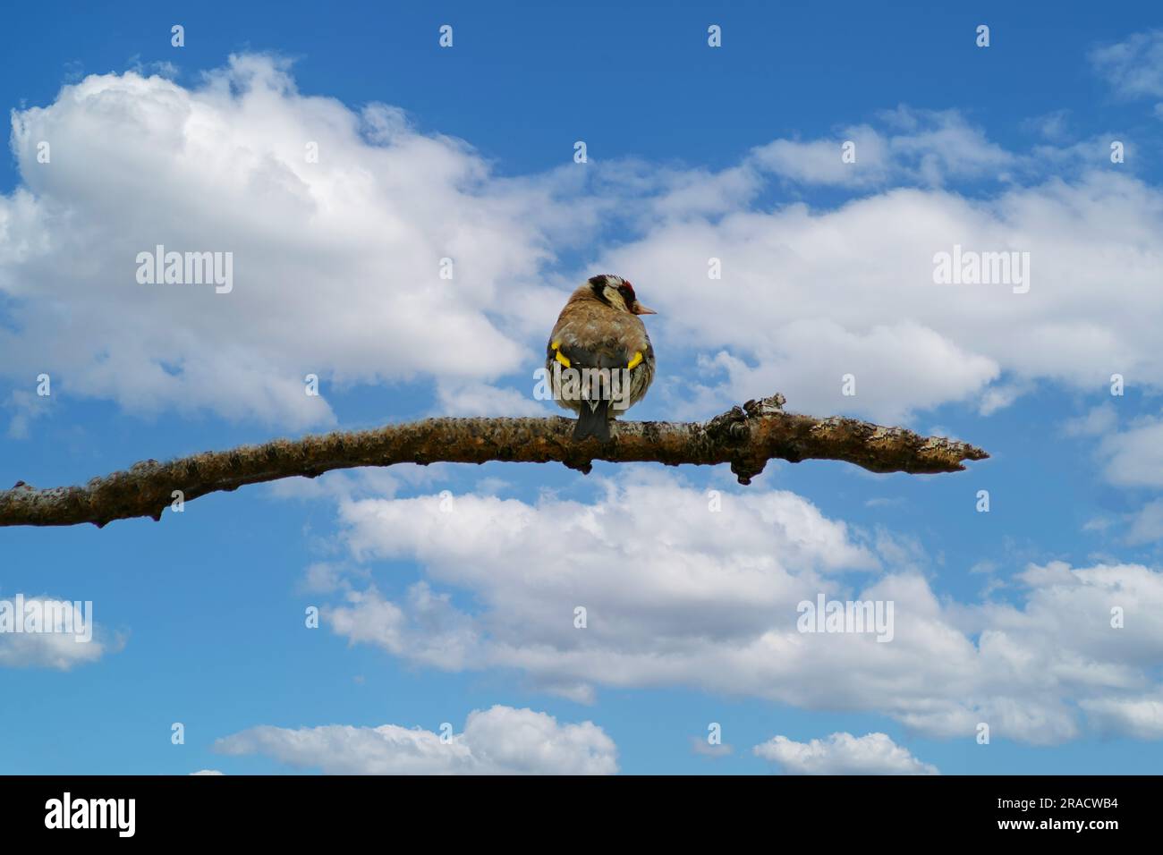 Goldfinch Bird guarda il paesaggio nuvoloso Foto Stock