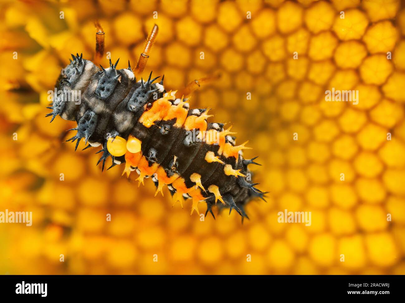 Macro primo piano di insetti su un fiore giallo fiorito come sfondo Foto Stock