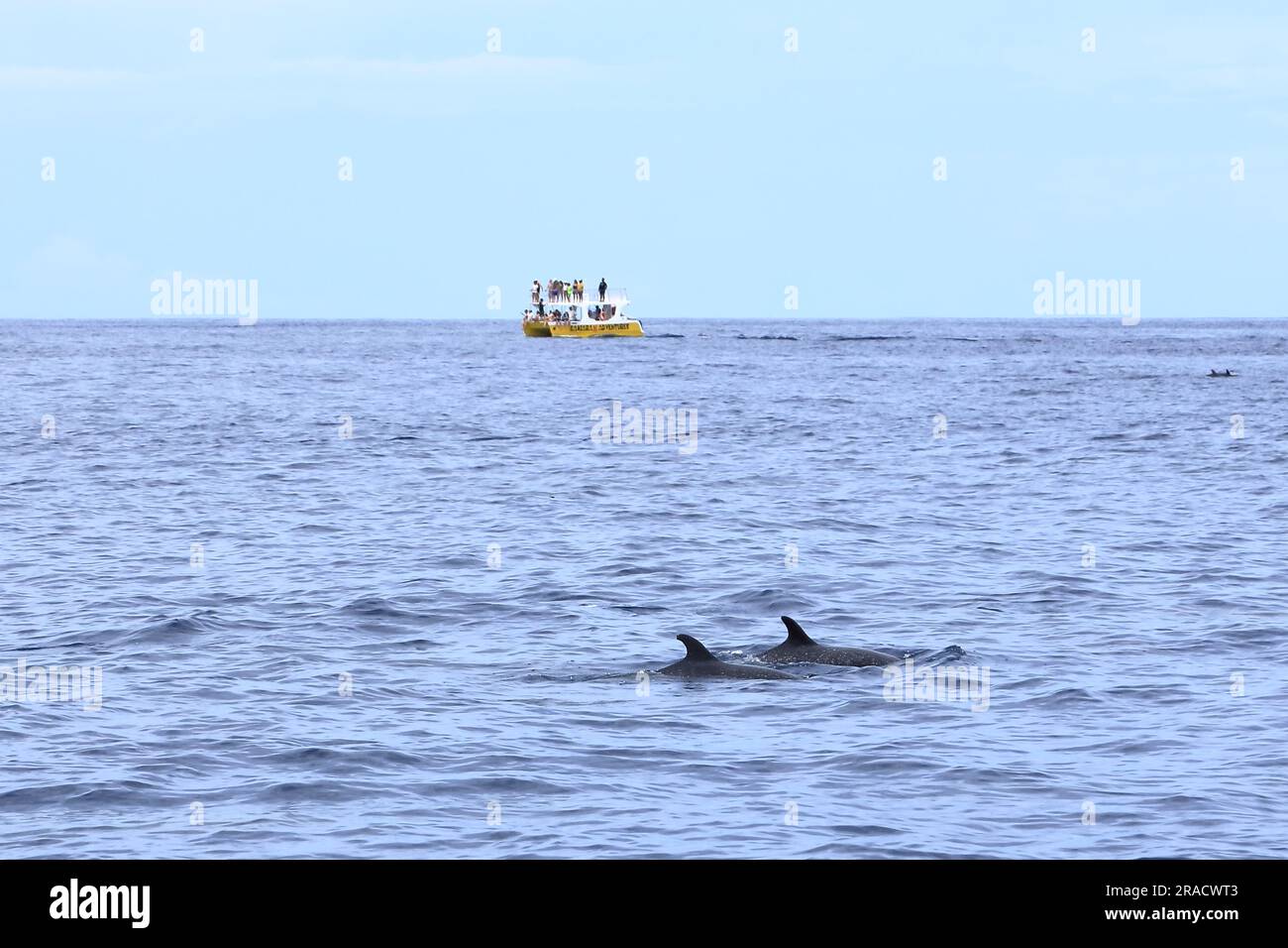 14 marzo 2023 - Samara, Guanacaste in Costa Rica: Gita in barca per osservare i delfini nel Pacifico con i delfini di fronte Foto Stock