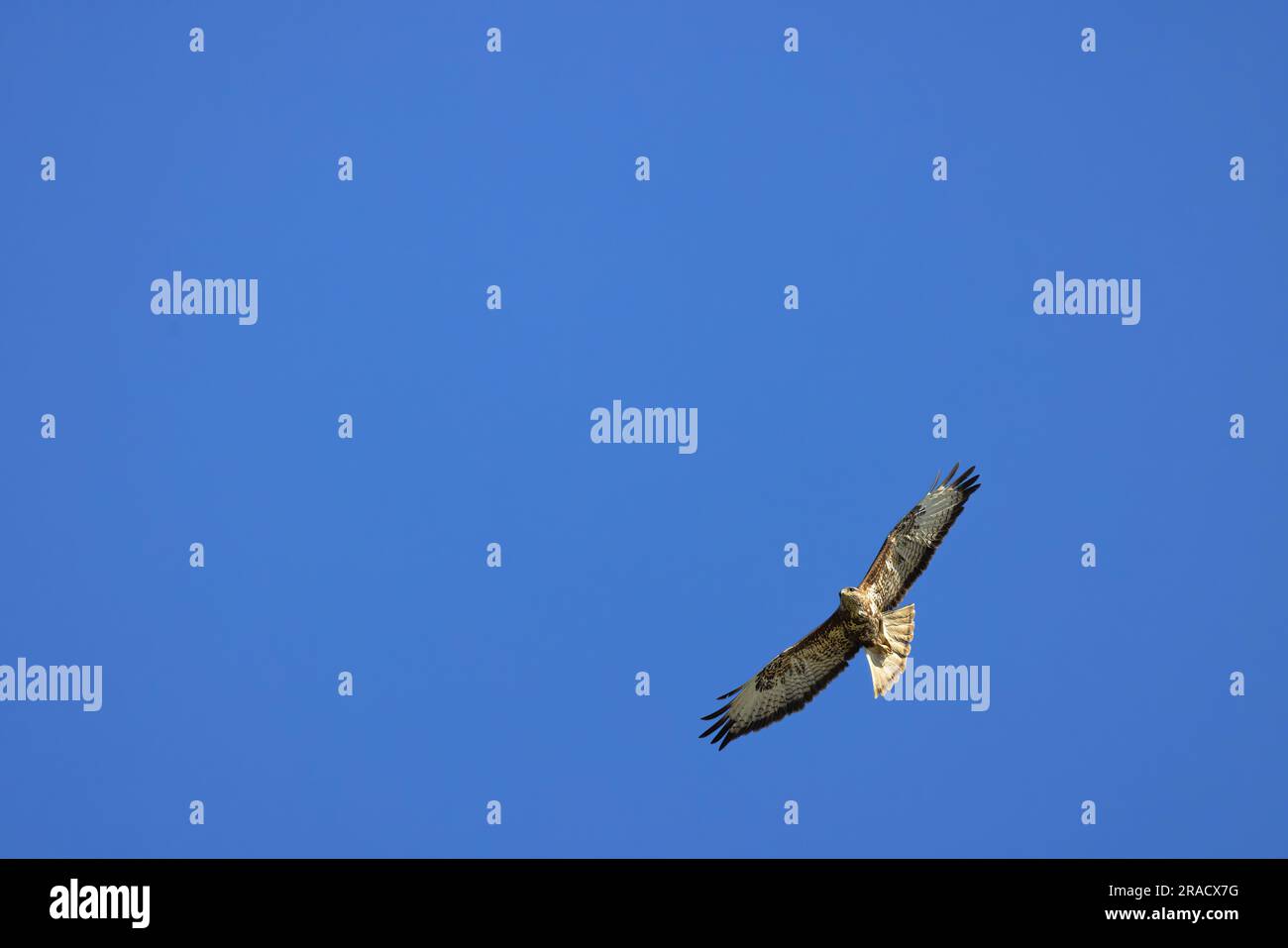Uccello preda Buzzard comune, buteo Buteo con ali aperte che volano in cielo. Foto Stock