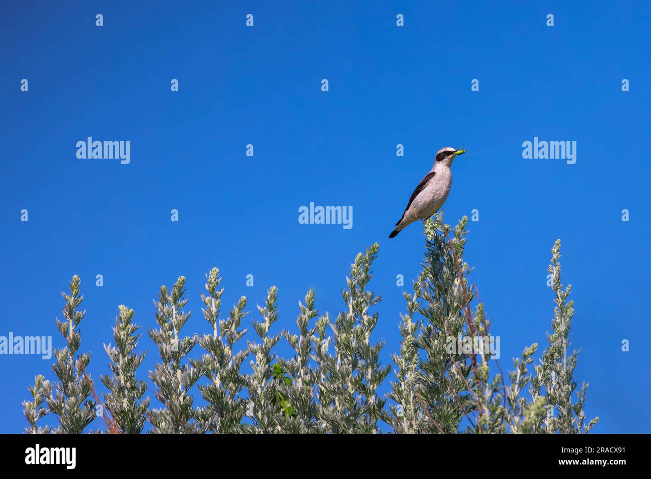 Passerine di uccello Wheatear in piedi su un ramo di albero fiorito con cavalletta in becco. Foto Stock