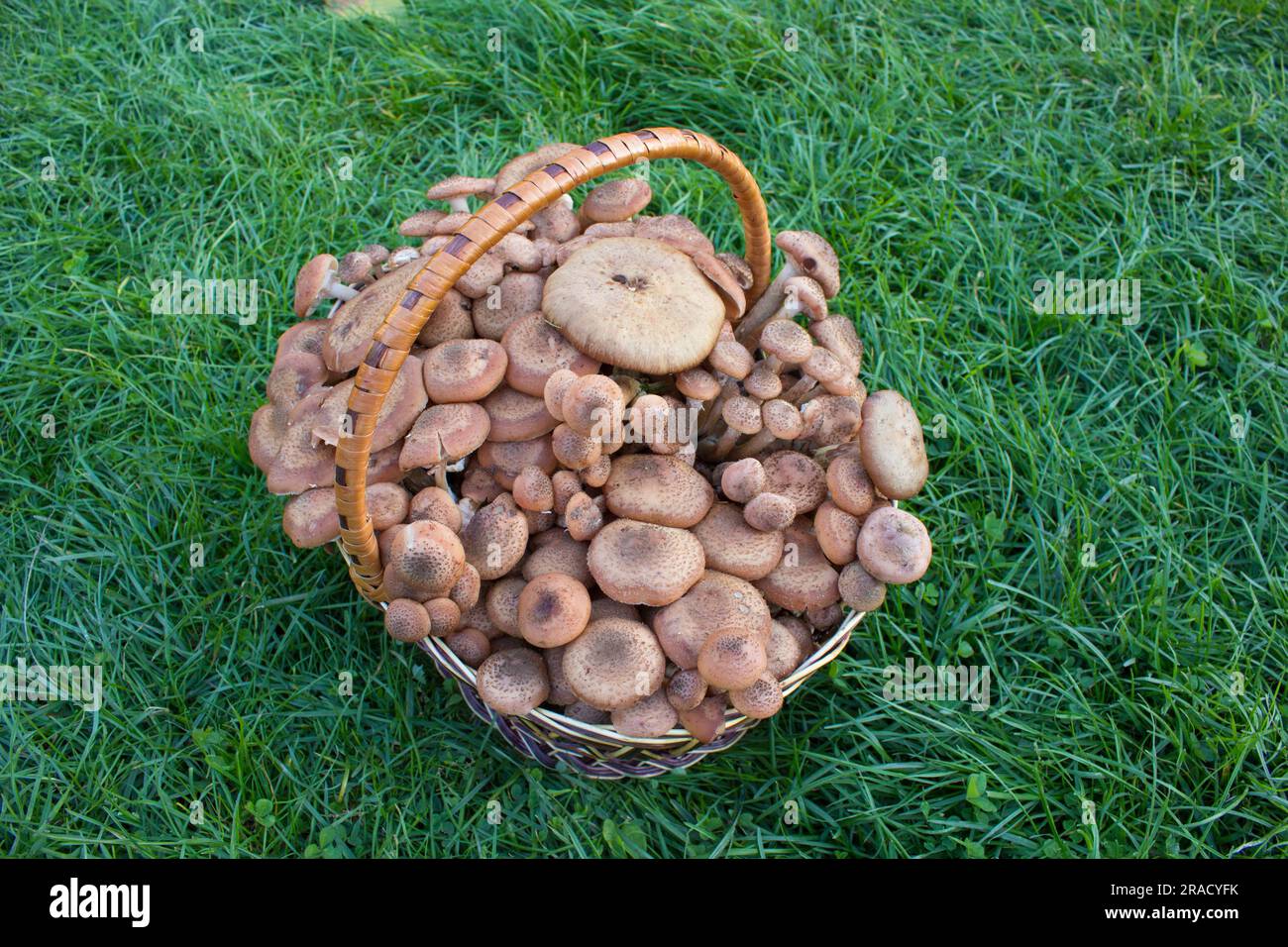 un cesto pieno di funghi raccolti nel bosco sui cavalletti erbosi Foto Stock