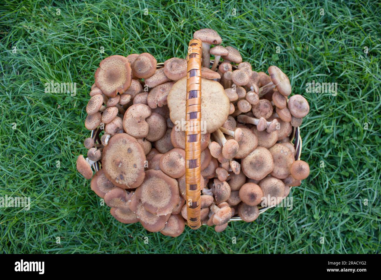 Cestello, pieno di freschi funghi d'autunno. Foto Stock