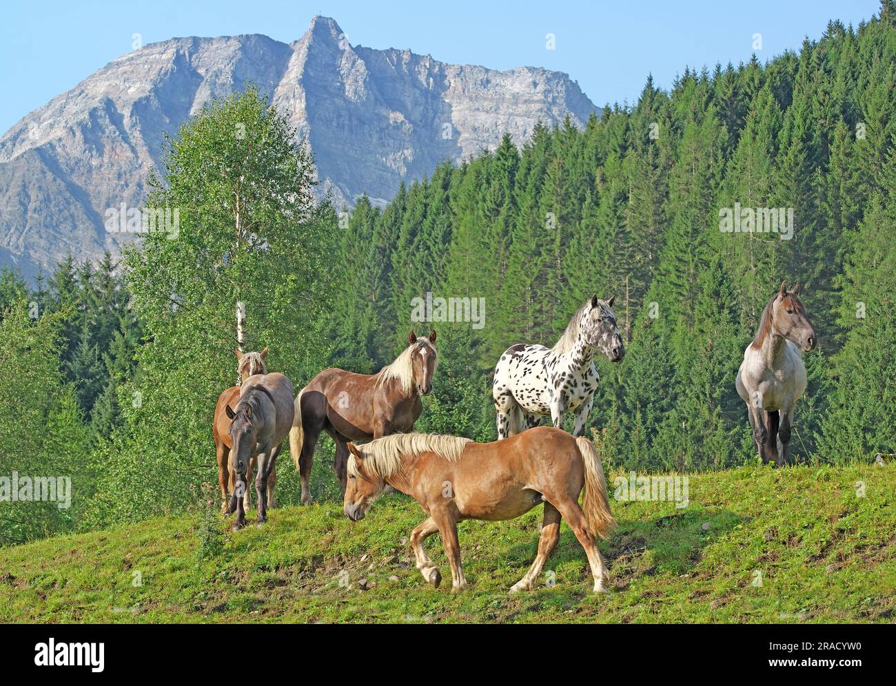 Un gruppo di cavalli Noriker alla fine della valle di Rauris davanti a Hoher Sonnblick (3105 m). Rauriser tal, Austria, Salisburgo Foto Stock